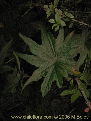 Bild von Dioscorea brachybotrya (Papa cimarrona / Jaboncillo). Klicken Sie, um den Ausschnitt zu vergrössern.